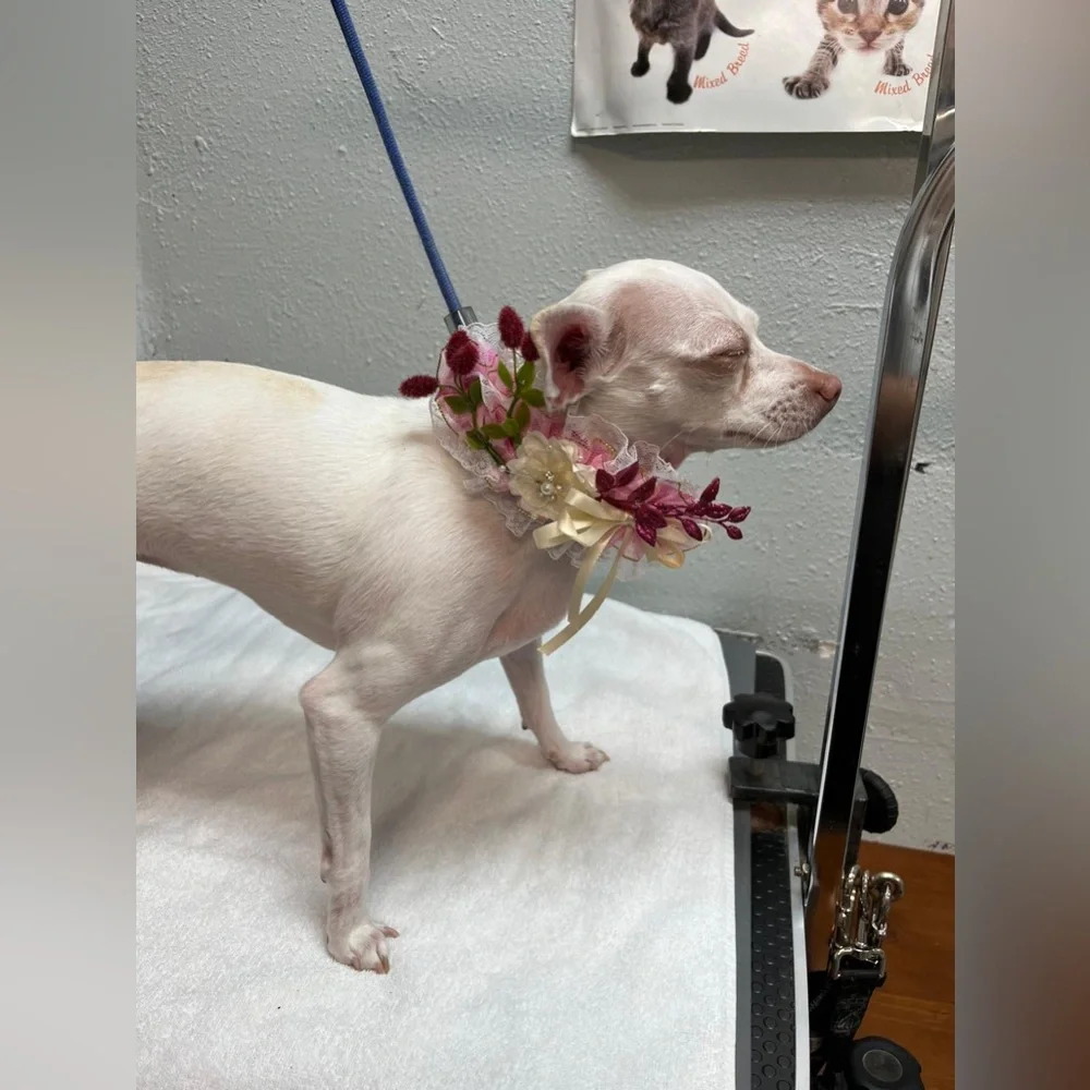 Floral Dog Collar with Lace and Ribbon